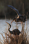 Purple Herons