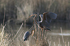 Purple Herons