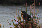 Purple Herons