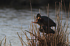 Purple Herons