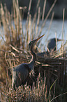 Purple Herons