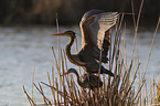 Purple Herons