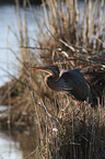 standing Purple Heron