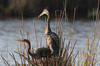 Purple Herons