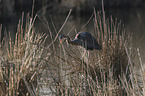 standing Purple Heron
