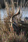 standing Purple Heron