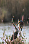 Purple Herons
