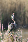 standing Purple Heron