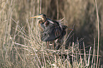 Purple Herons