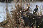 Purple Herons