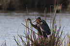 Purple Herons