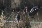 Purple Herons
