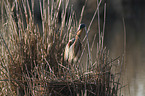 standing Purple Heron