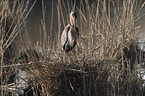 standing Purple Heron