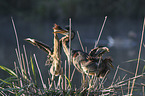 Purple Herons