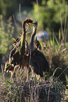 Purple Herons