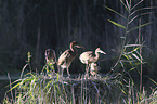 Purple Herons