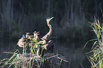 Purple Herons