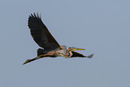 purple heron
