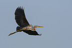 purple heron