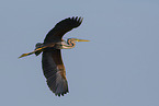 purple heron