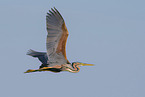 purple heron