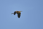 purple heron