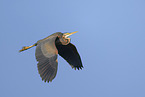 purple heron