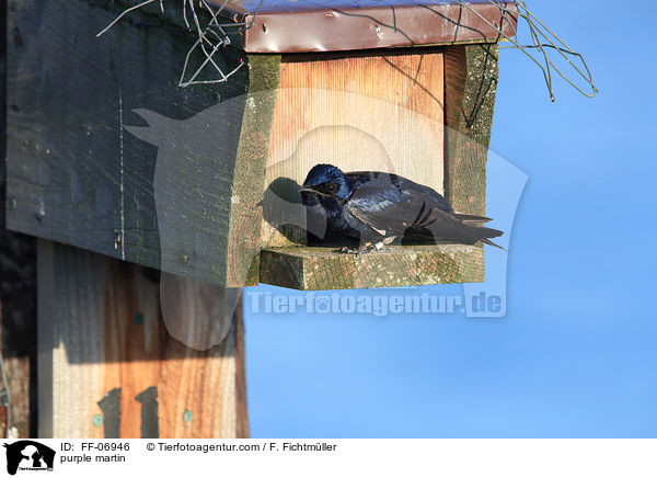 purple martin / FF-06946
