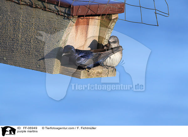 Purpurschwalben / purple martins / FF-06949