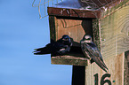 purple martins