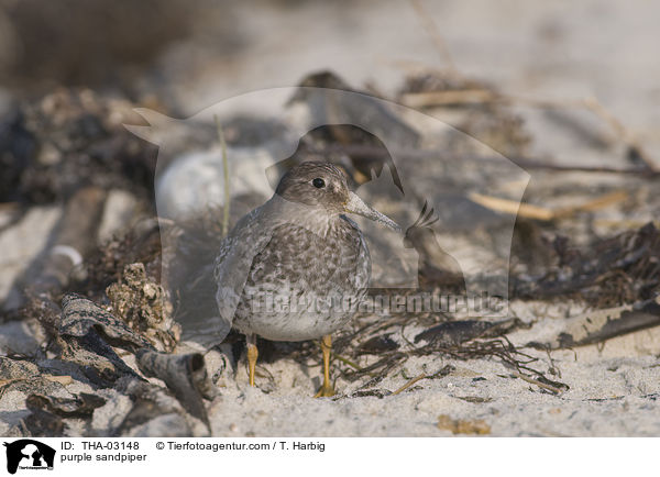 purple sandpiper / THA-03148