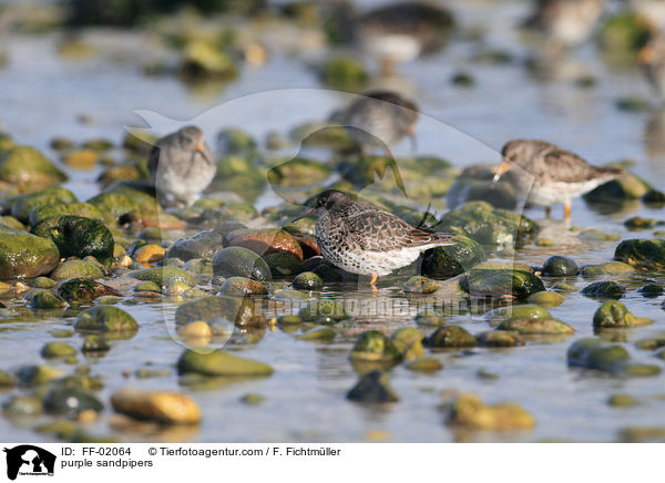 purple sandpipers / FF-02064