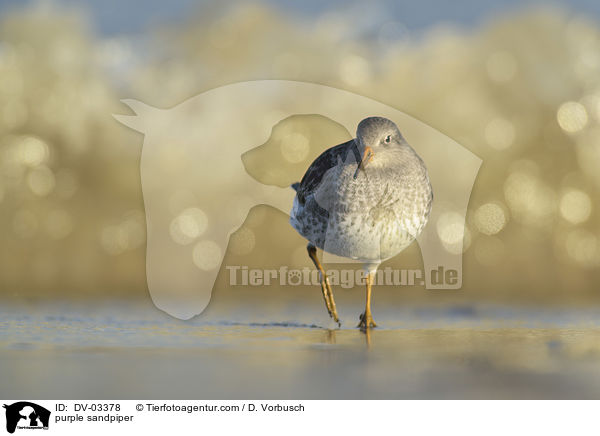 purple sandpiper / DV-03378
