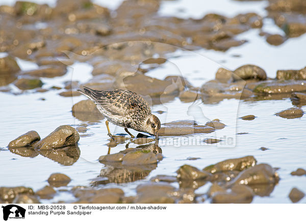 standing Purple Sandpiper / MBS-20528
