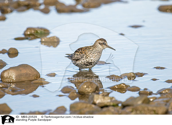 standing Purple Sandpiper / MBS-20529