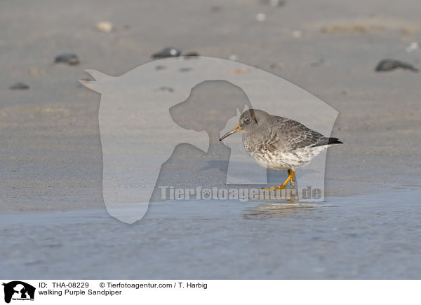 walking Purple Sandpiper / THA-08229