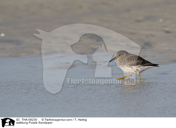 walkiung Purple Sandpiper / THA-08230
