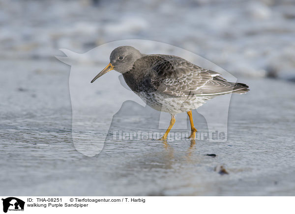 laufender Meerstrandlufer / walkiung Purple Sandpiper / THA-08251
