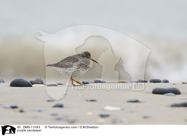 Meerstrandlufer / purple sandpiper / DMS-11043