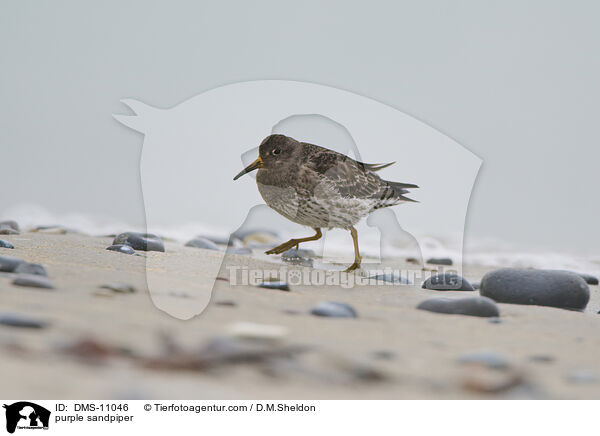 purple sandpiper / DMS-11046