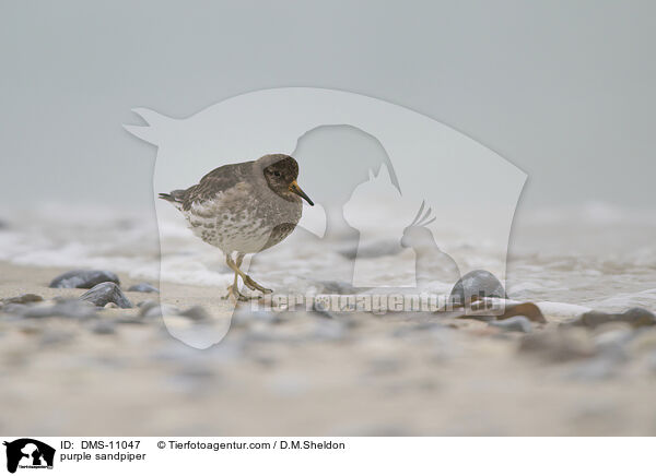 Meerstrandlufer / purple sandpiper / DMS-11047
