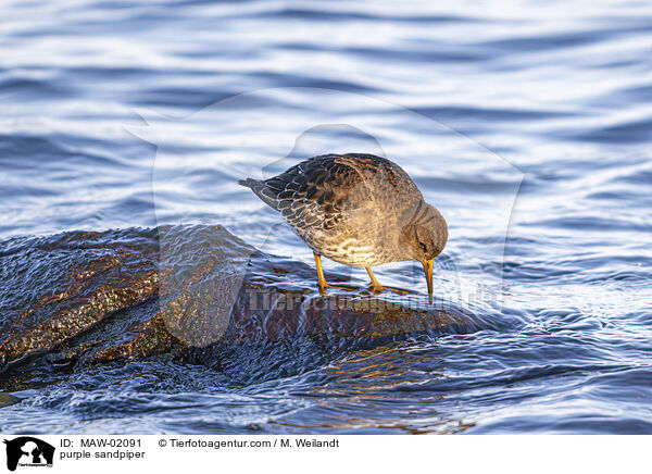 Meerstrandlufer / purple sandpiper / MAW-02091