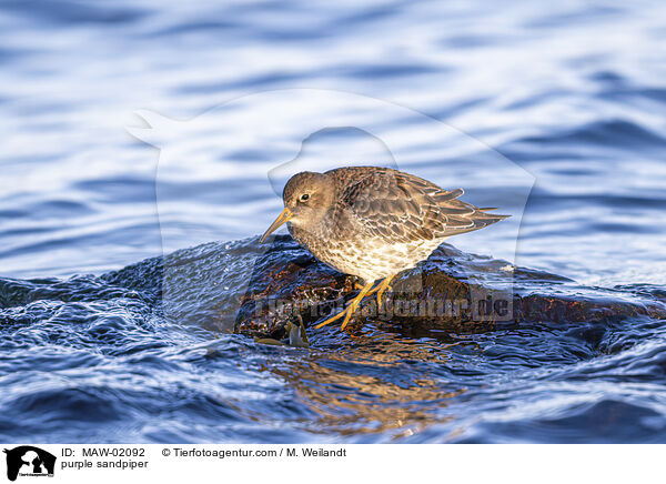 purple sandpiper / MAW-02092