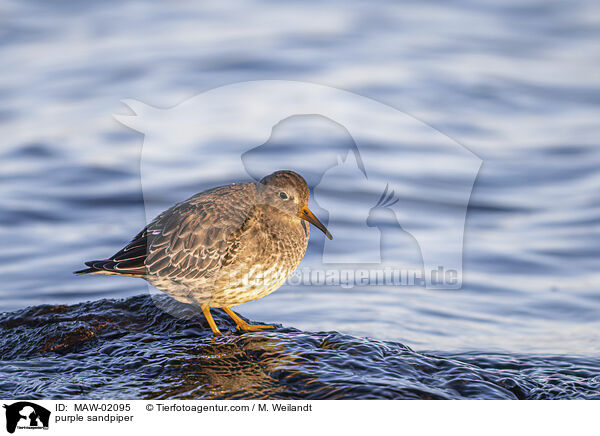 Meerstrandläufer / purple sandpiper / MAW-02095