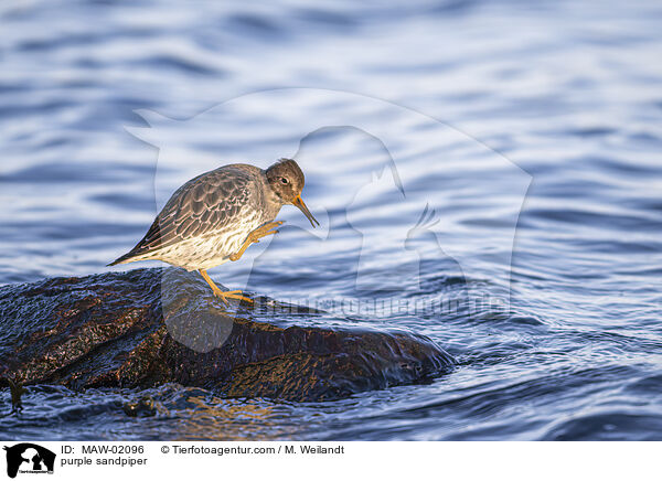 Meerstrandlufer / purple sandpiper / MAW-02096