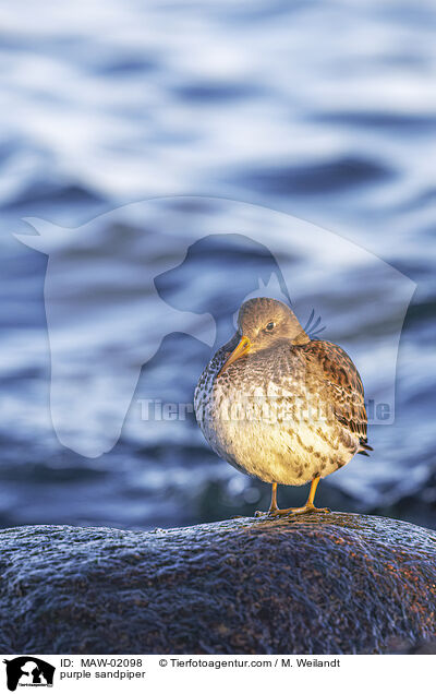 Meerstrandlufer / purple sandpiper / MAW-02098