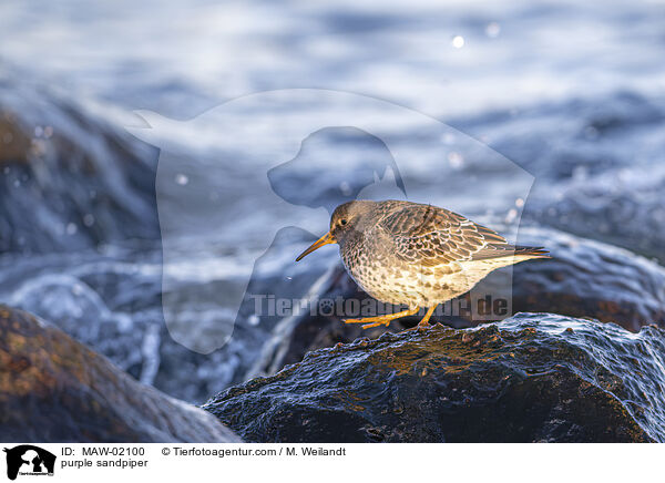 Meerstrandlufer / purple sandpiper / MAW-02100