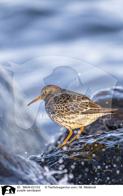 Meerstrandlufer / purple sandpiper / MAW-02102