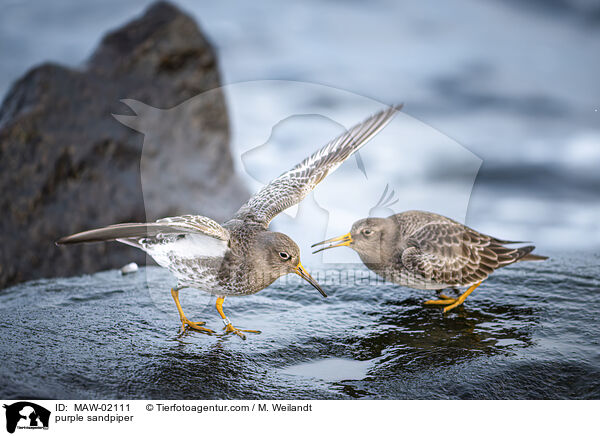 Meerstrandlufer / purple sandpiper / MAW-02111